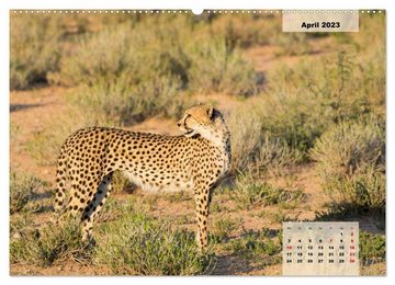 CALVENDO Wandkalender Raubkatzen - Löwe, Gepard, Leopard (Premium, hochwertiger DIN A2 Wandkalender 2023, Kunstdruck in Hochglanz)