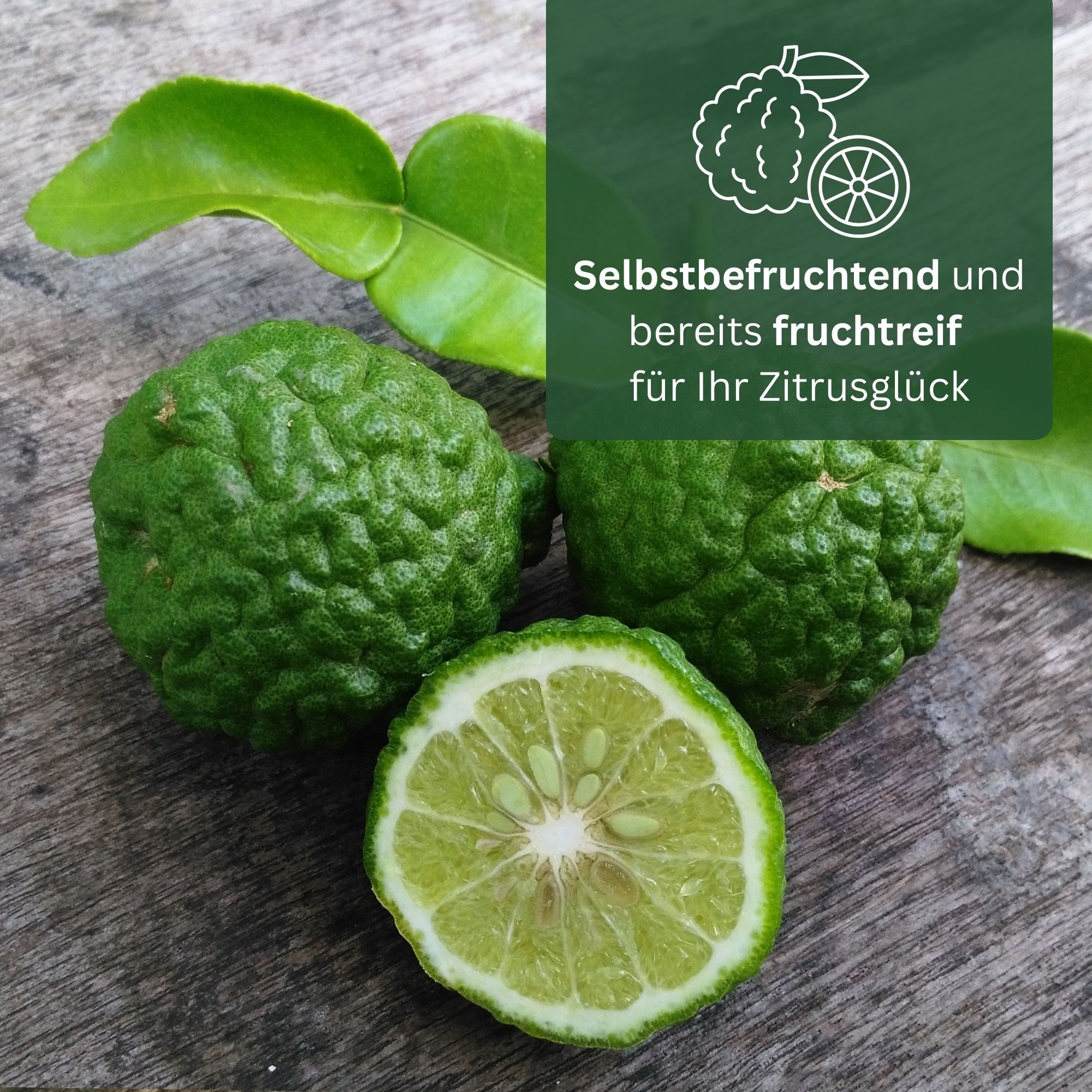 Meine Orangerie Obstpflanze Kaffir Limette - Citrus hystrix - Papeda - Kaffernlimette, echter Limettenbaum, professionell veredelter und fruchtreifer Zitrusbaum