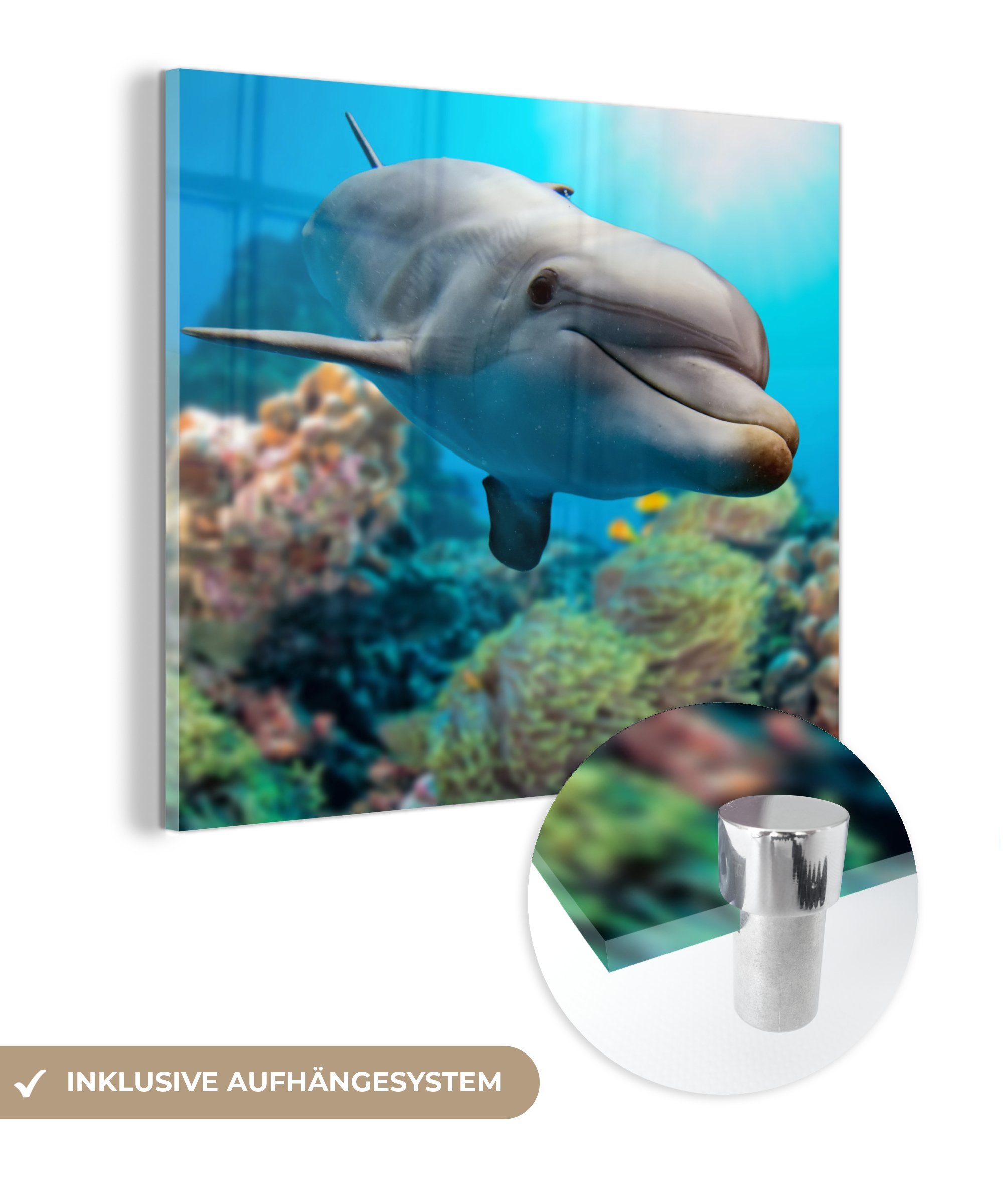 MuchoWow Acrylglasbild Glas Meer Wandbild Wanddekoration auf Foto Bilder - Glasbilder - St), Delfin - - auf Glas - Koralle, (1