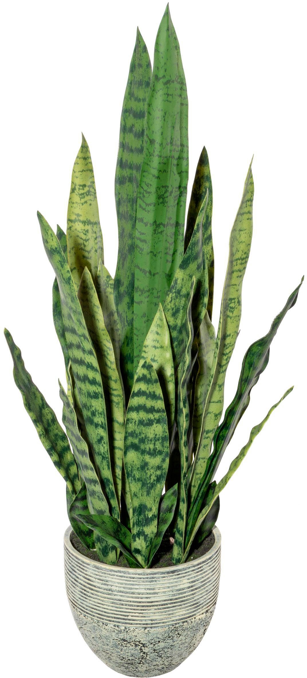 cm Zimmerpflanze Sanseveria Höhe Creativ green, Sukkulente, 70 Künstliche