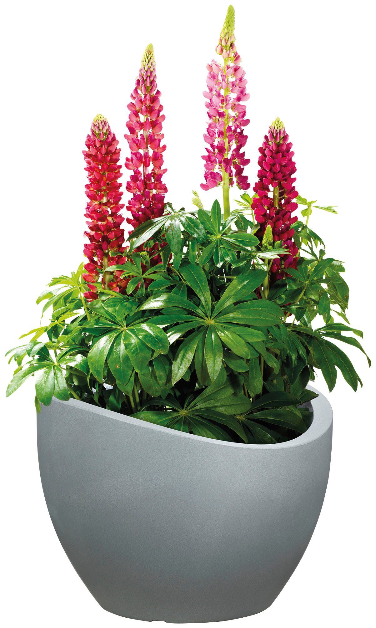 Scheurich Blumentopf 30/250