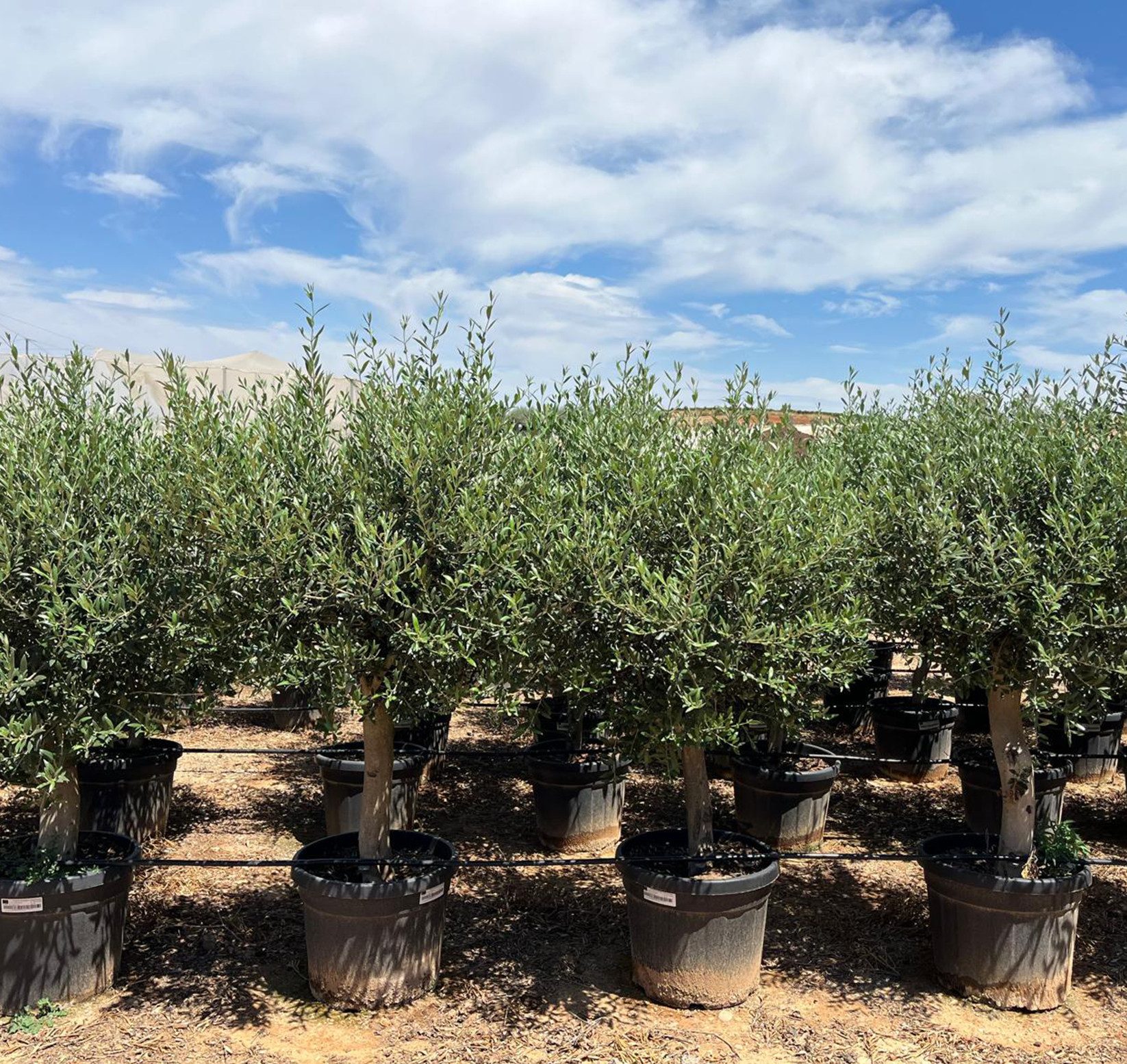 Palms-Store Olivenbaum Olea Europaea "Picual" mit dicken Stamm & Gesamthöhe ca.: 180cm, Winterhart bis –18 °C, Massiv & strukturiert