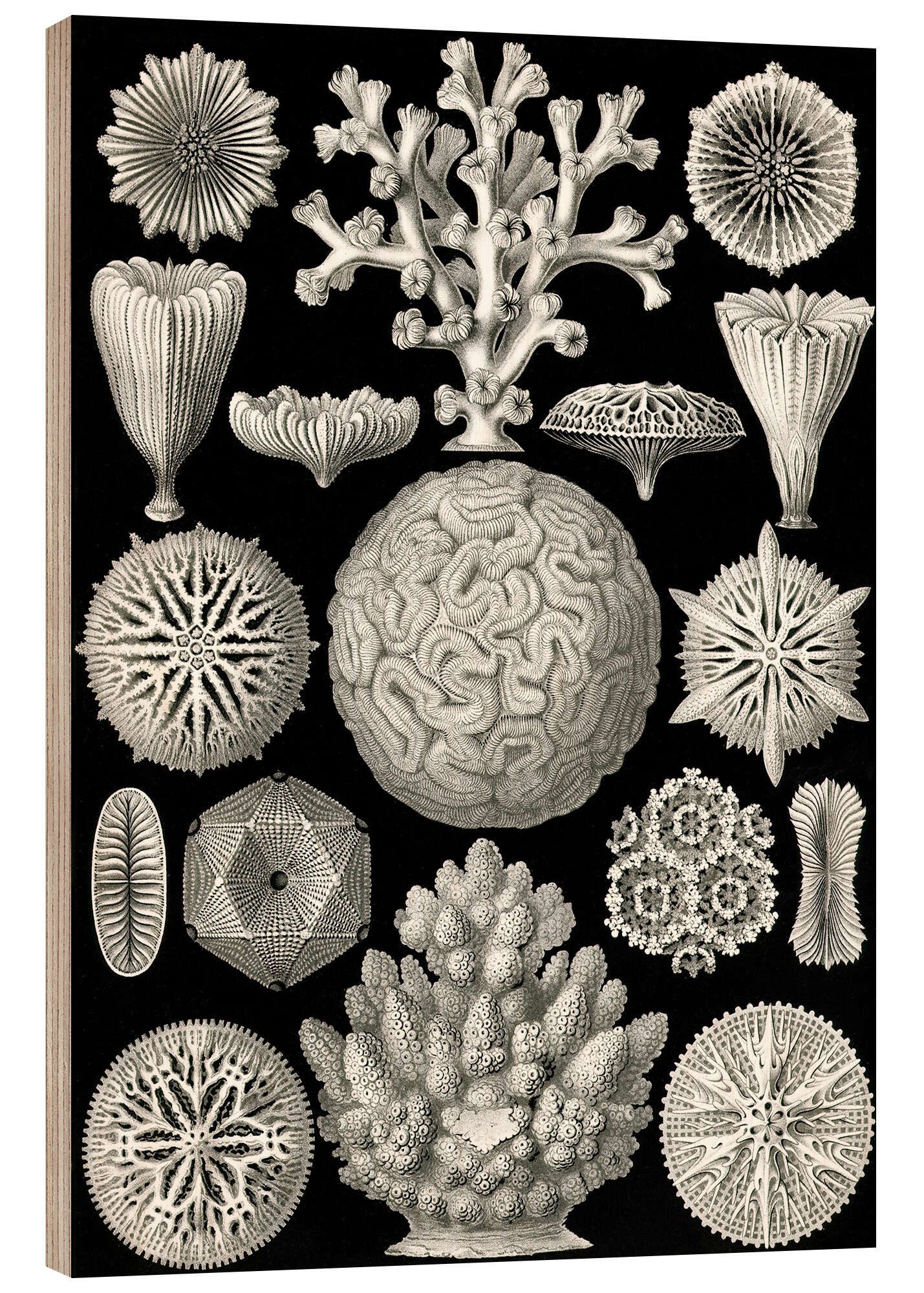 Posterlounge Holzbild Ernst Haeckel, Sechsstrahlige Blumentiere, Hexacorallia (Kunstformen der Natur, 1899), Malerei