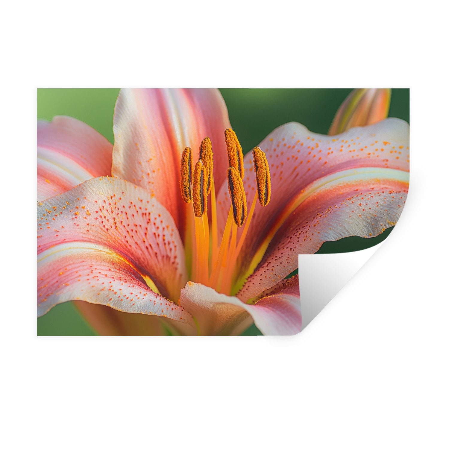 MuchoWow Wandsticker Lilie - Nahaufnahme - günstig online kaufen