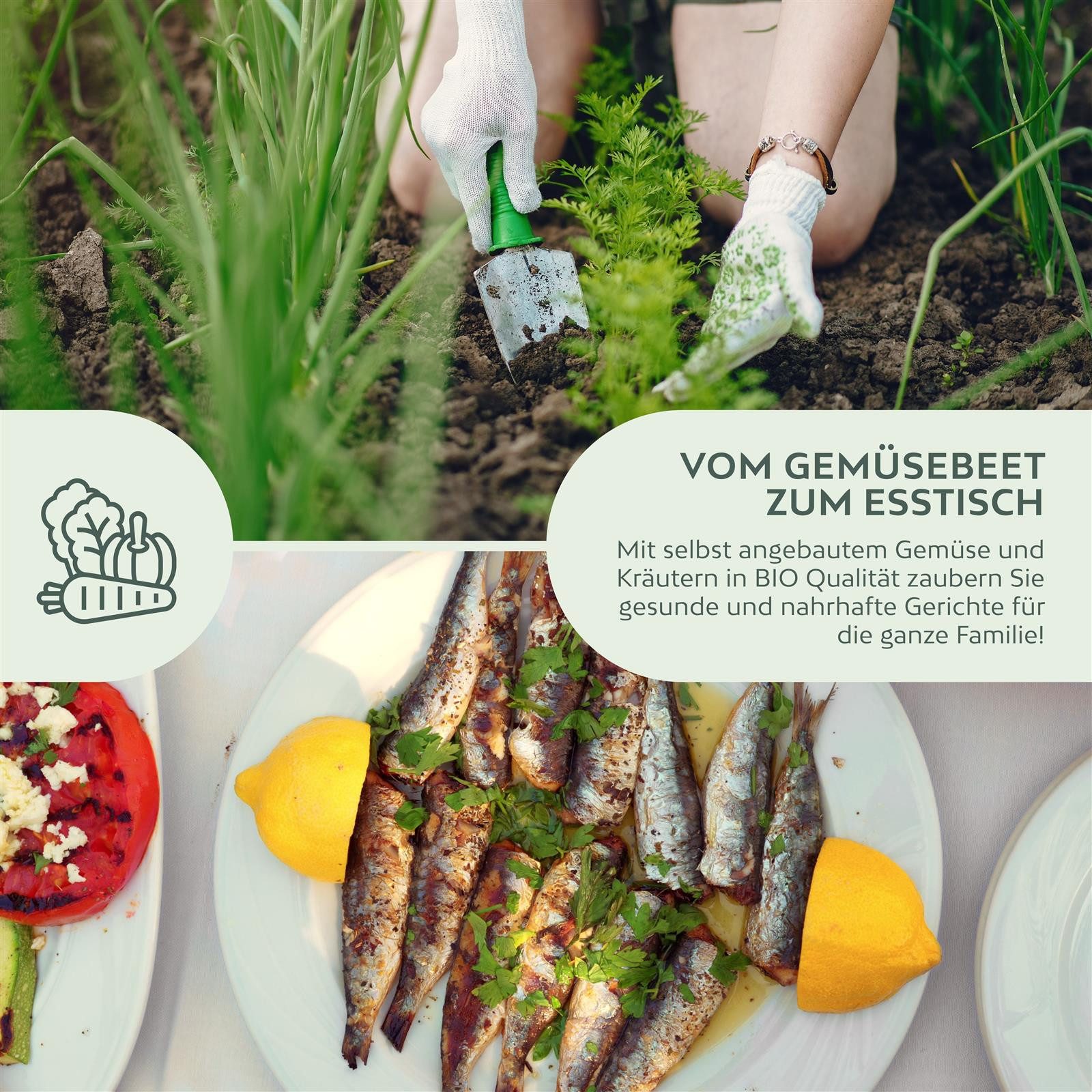 Growgreens Kräutersamen BIO Petersilie Samen glatt - Küchenkräuter Saatgut bio. Anbau 300 Korn