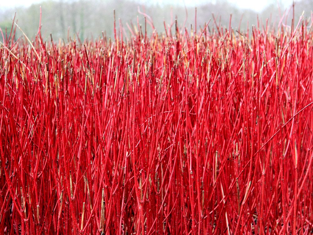 Garten von Ehren Hecken Cornus alba Sibirica, Containerware 60-100 cm