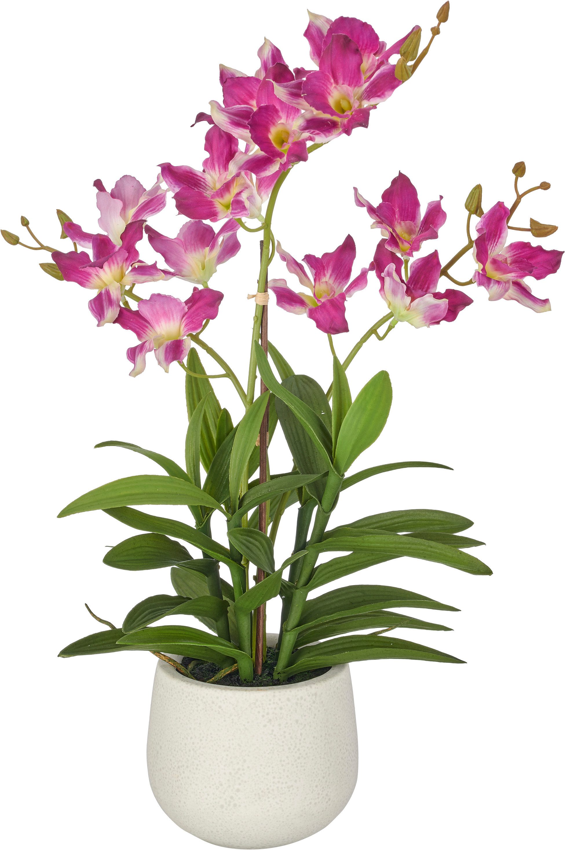 Kunstorchidee Dendrobie, Creativ green, Höhe 55 cm, mit Real-Touch-Blüten