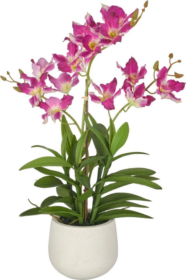 Kunstorchidee Dendrobie, Creativ green, Höhe 55 cm, mit Real-Touch-Blüten