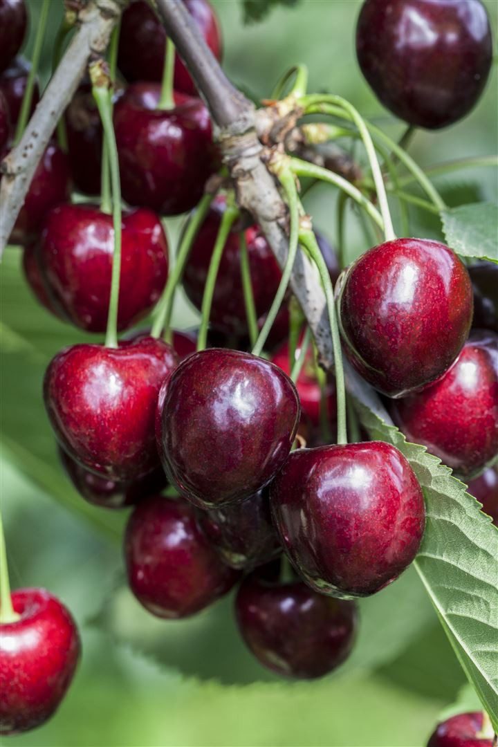 Pflanzen für Dich Obstpflanze Prunus avium 'Kordia', 1 St., Süßkirsche, Kordia-Kirsche, dunkelrot, spätblühend