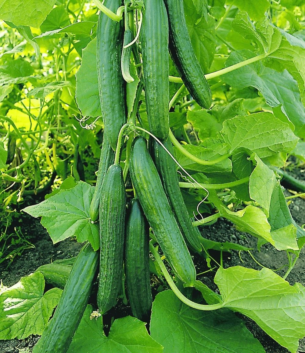 BALDUR Garten Gemüsepflanze Veredelte Salatgurke 'Phönix®', 2 St., Cucumis, ertragreich, pflegeleicht
