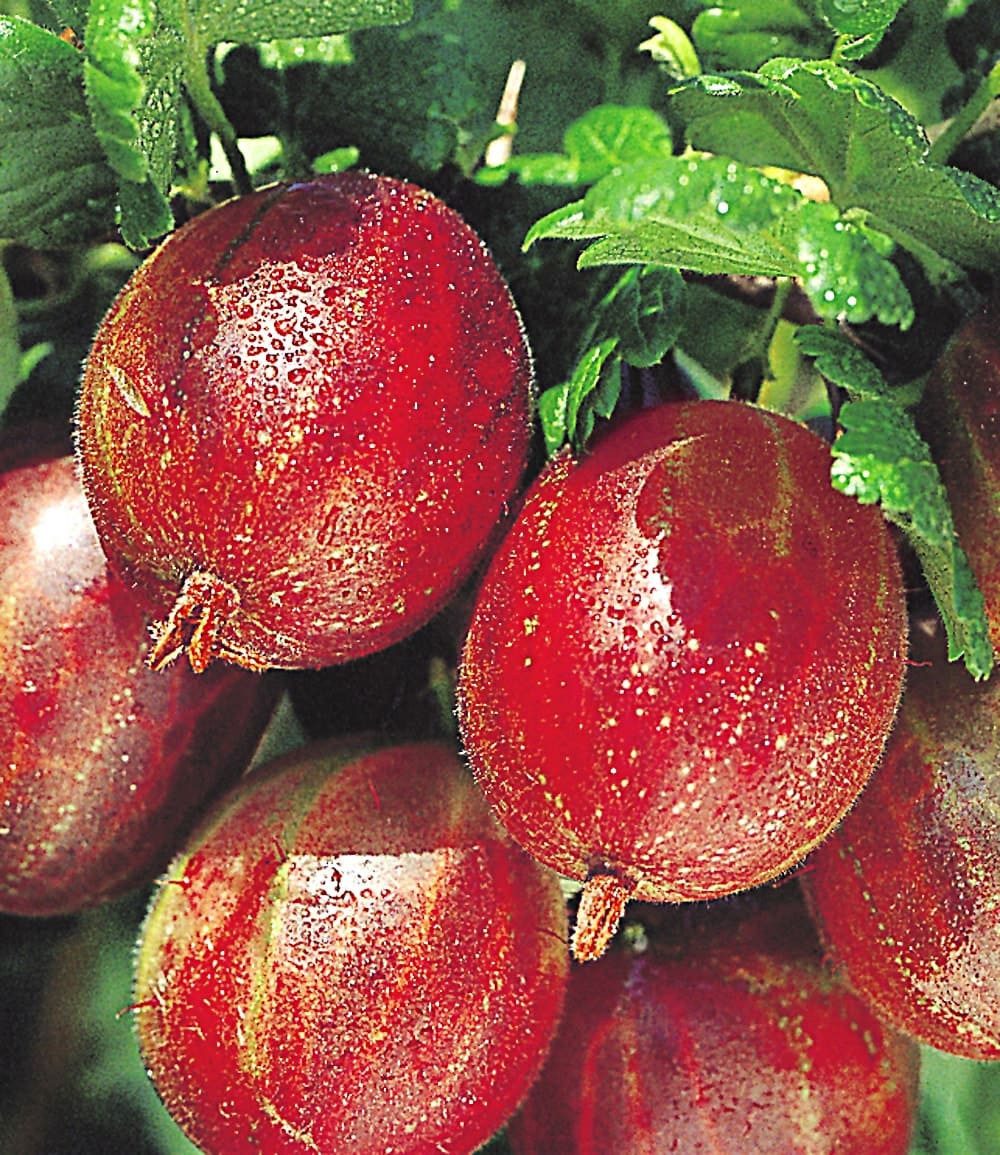 BALDUR Garten Obstpflanze Stachelbeer-Stämmchen 'Captivator', 1 St., Selbstbefruchtend,winterhart, ertragreich, pflegeleicht – Bild 2 von 2