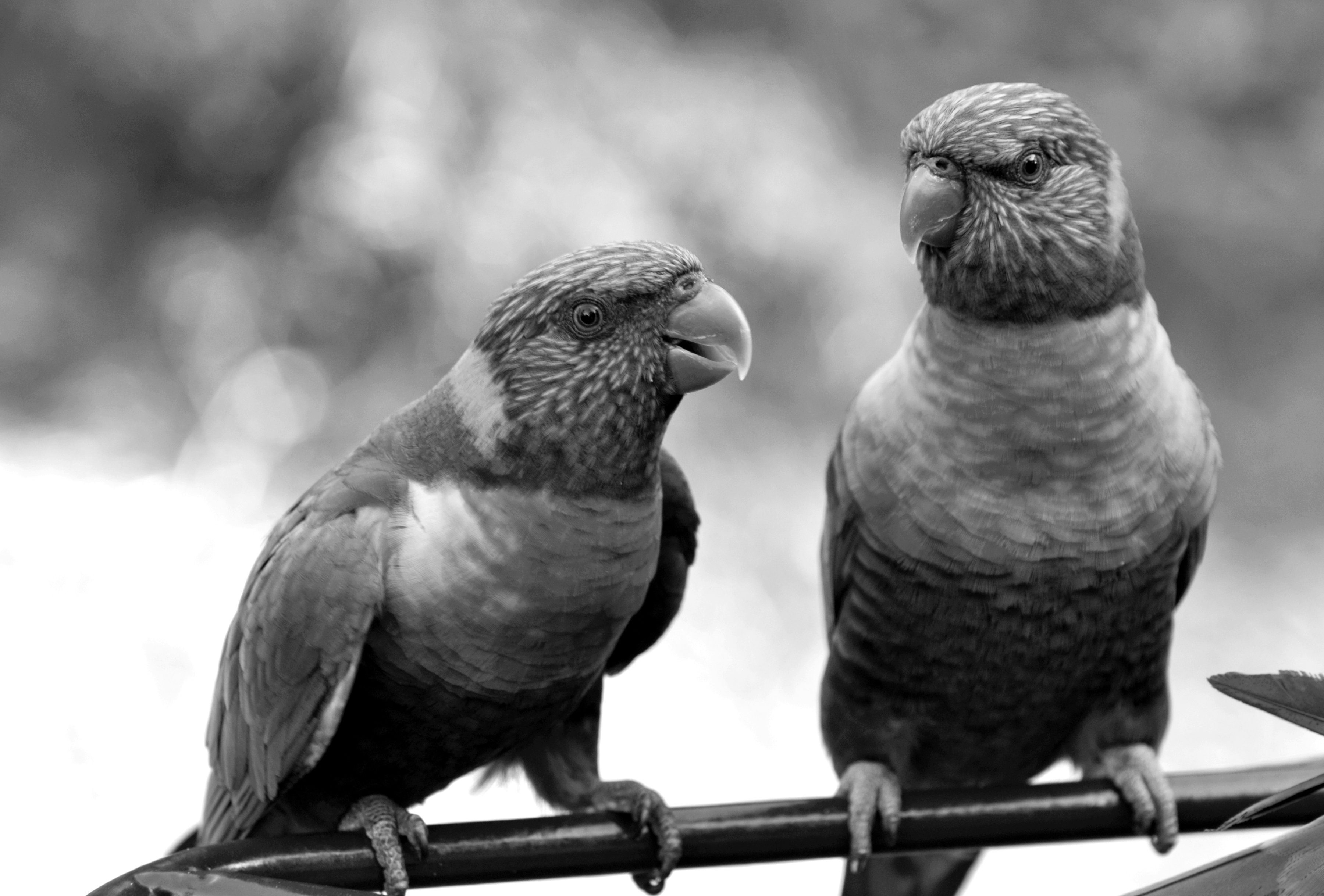 Fototapete Vögel Schwarz & Weiß
