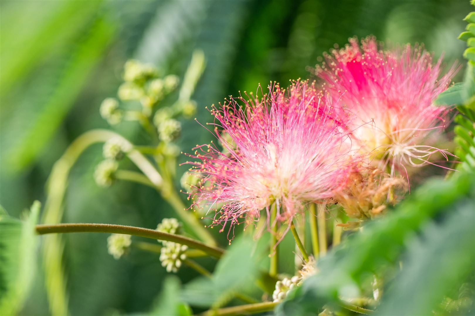 Pflanzen für Dich Gehölze Albizia julib. Tropical Dream, 1 St., Seidenbaum, Schlafbaum, Seidenakazie