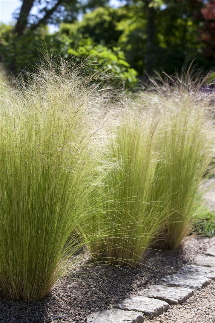 Pflanzen für Dich Травы Stipa tenuissima Ponytails, 1 St., Mexikanisches Federgras, Engelshaargras, feinblättrig, windbewegend