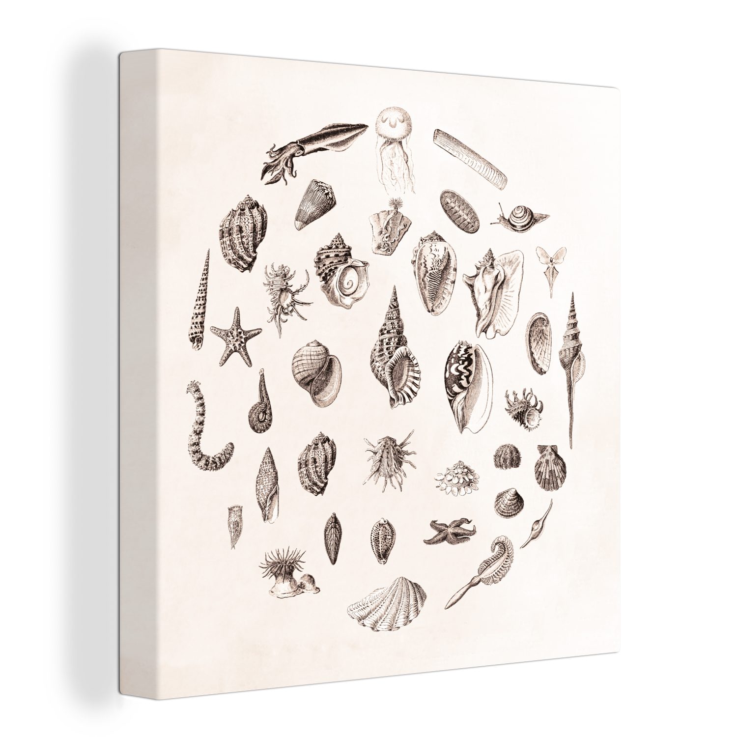 OneMillionCanvasses® Leinwandbild Meerestiere - Muscheln - Oktopus, (1 St), Leinwand Bilder für Wohnzimmer Schlafzimmer