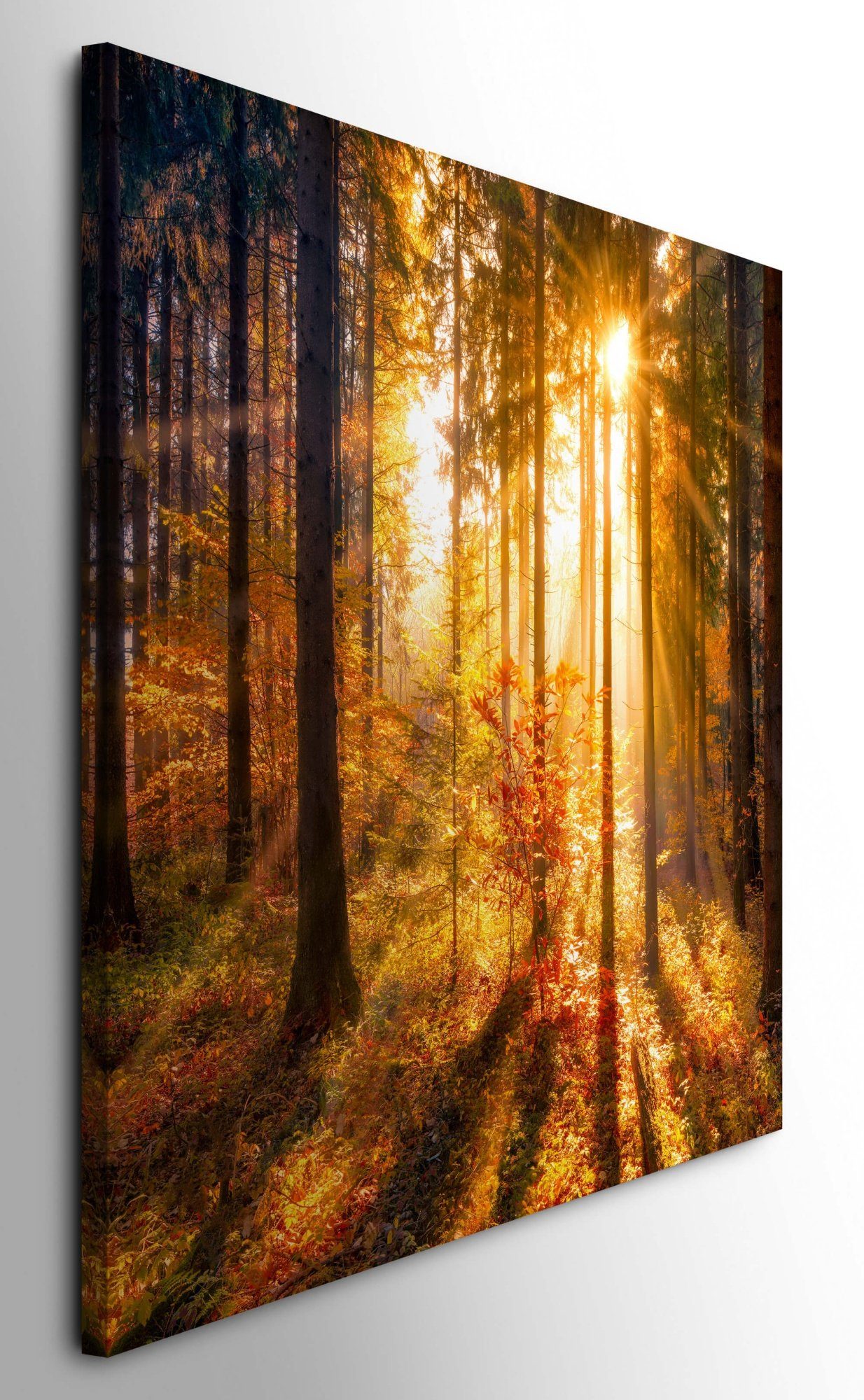 möbel-direkt.de Leinwandbild Bilder XXL Herbstwald mit günstig online kaufen