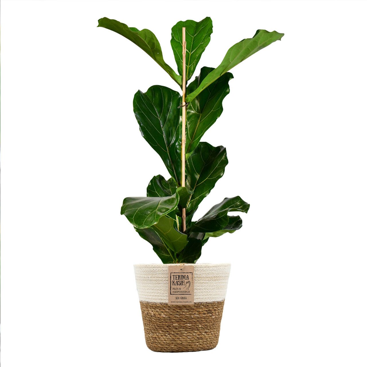 Green Me Up Zimmerpflanze Große Geigenfeige, 100-110cm, Wächst in Erde, Pflegeleicht, Luftverbessernd, Schnellwachsend