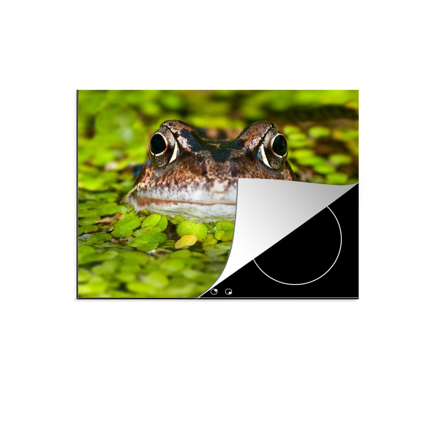 MuchoWow Herdblende-/Abdeckplatte Frosch mit dem Kopf aus dem Wasser, Vinyl, (1 tlg), 71x52 cm, Induktionskochfeld Schutz für die küche, Ceranfeldabdeckung