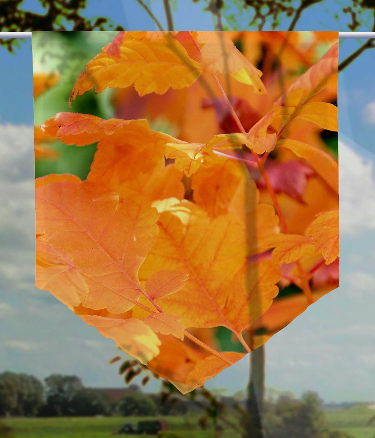 gardinen-for-life Scheibengardine orangener Zauber - spitzer günstig online kaufen