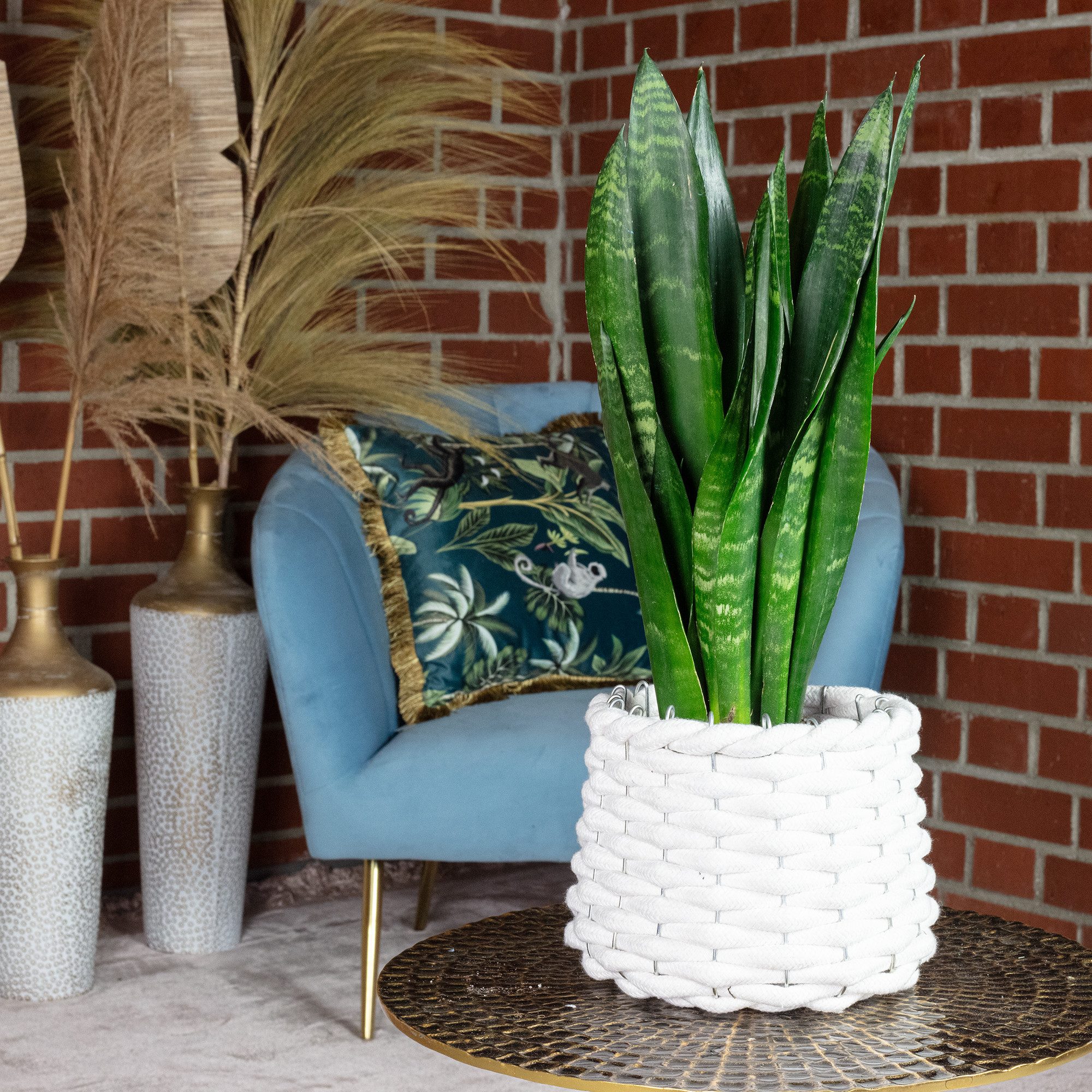Flowerbox Zimmerpflanze Bogenhanf - Sansevieria trifasciata Black Coral, pflegeleicht - Höhe ca. 35 cm, Topf-Ø 12 cm