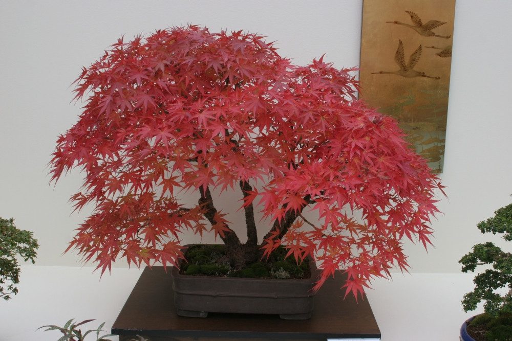 SAFLAX Blumensamen SAFLAX - Samen - Rotahorn – Bild 3 von 5
