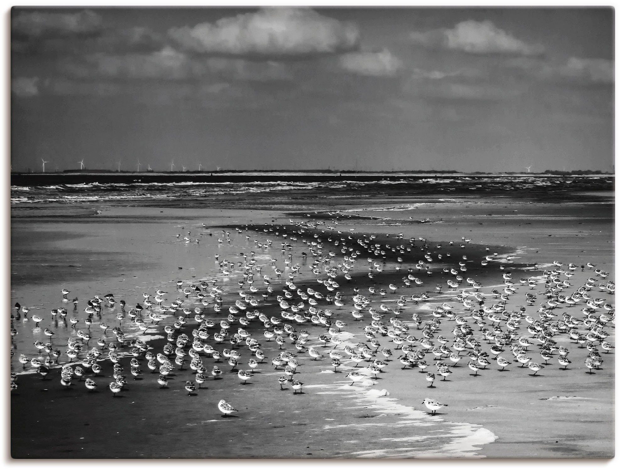 Artland Wandbild Strand mit vielen kleinen Vögeln, Gewässer (1 St), als Leinwandbild, Wandaufkleber oder Poster in versch. Größen