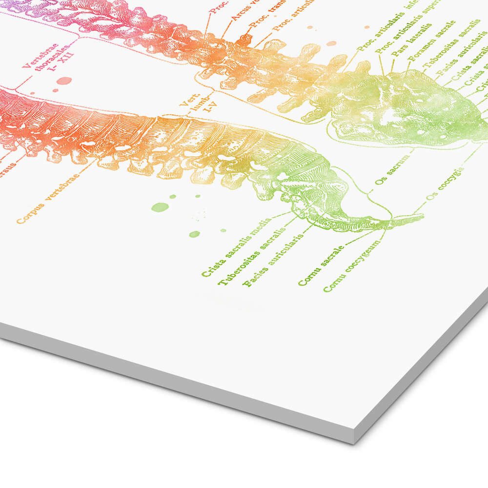 Posterlounge Wandbild Regenbogen-Wirbelsäule, beschriftet, Mod Pop Deco, erhältlich als Poster, Leinwandbild, Wandsticker oder Acrylglasbild