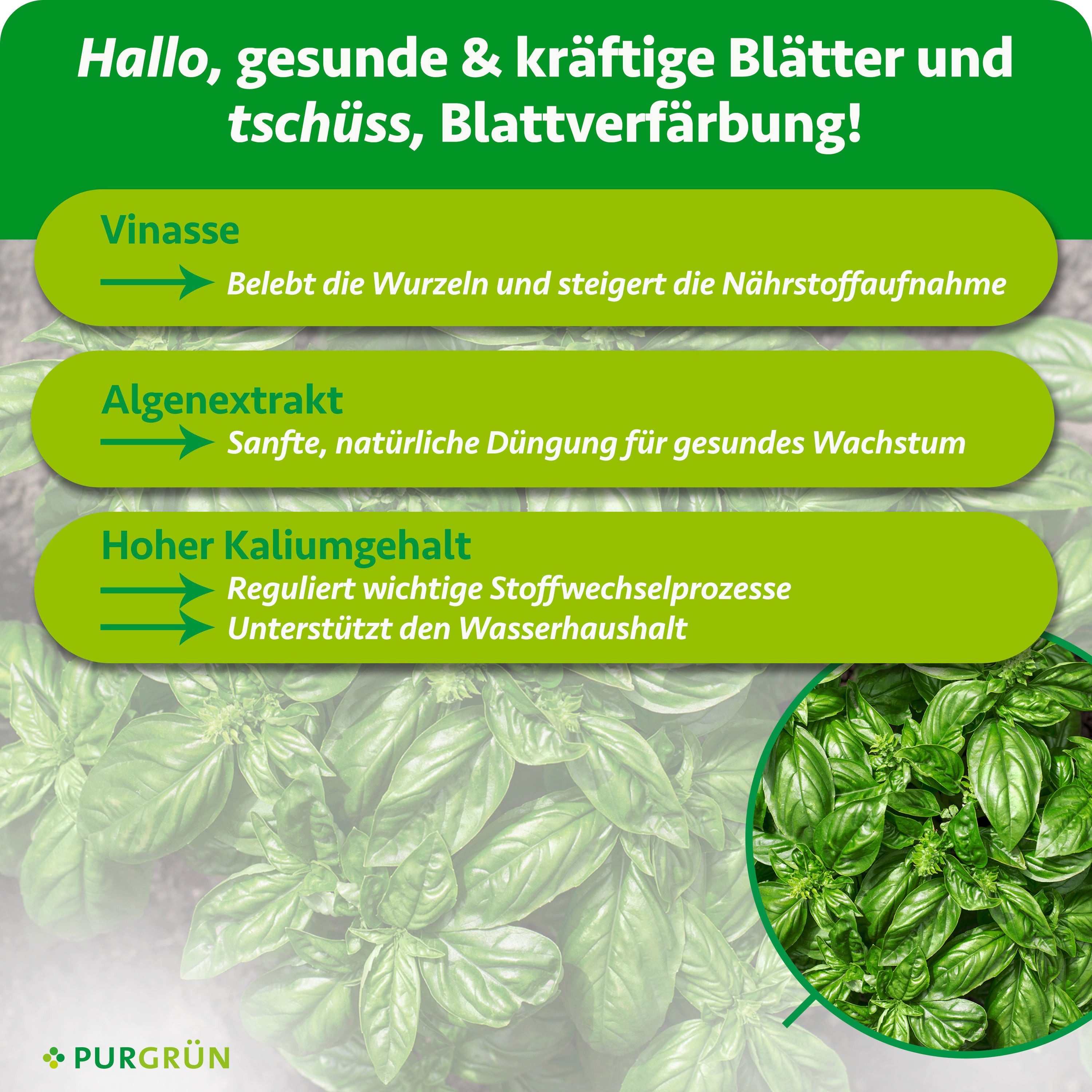 Purgrün Kräuterdünger Bio Basilikum Dünger, NPK 4+1+7, Algenextrakt, 1 Liter, Flüssigdünger, 1-St., 1 Liter