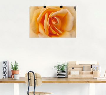 Artland Wandbild Zarte Rose in Orange, Blumenbilder (1 St), als Leinwandbild, Poster in verschied. Größen