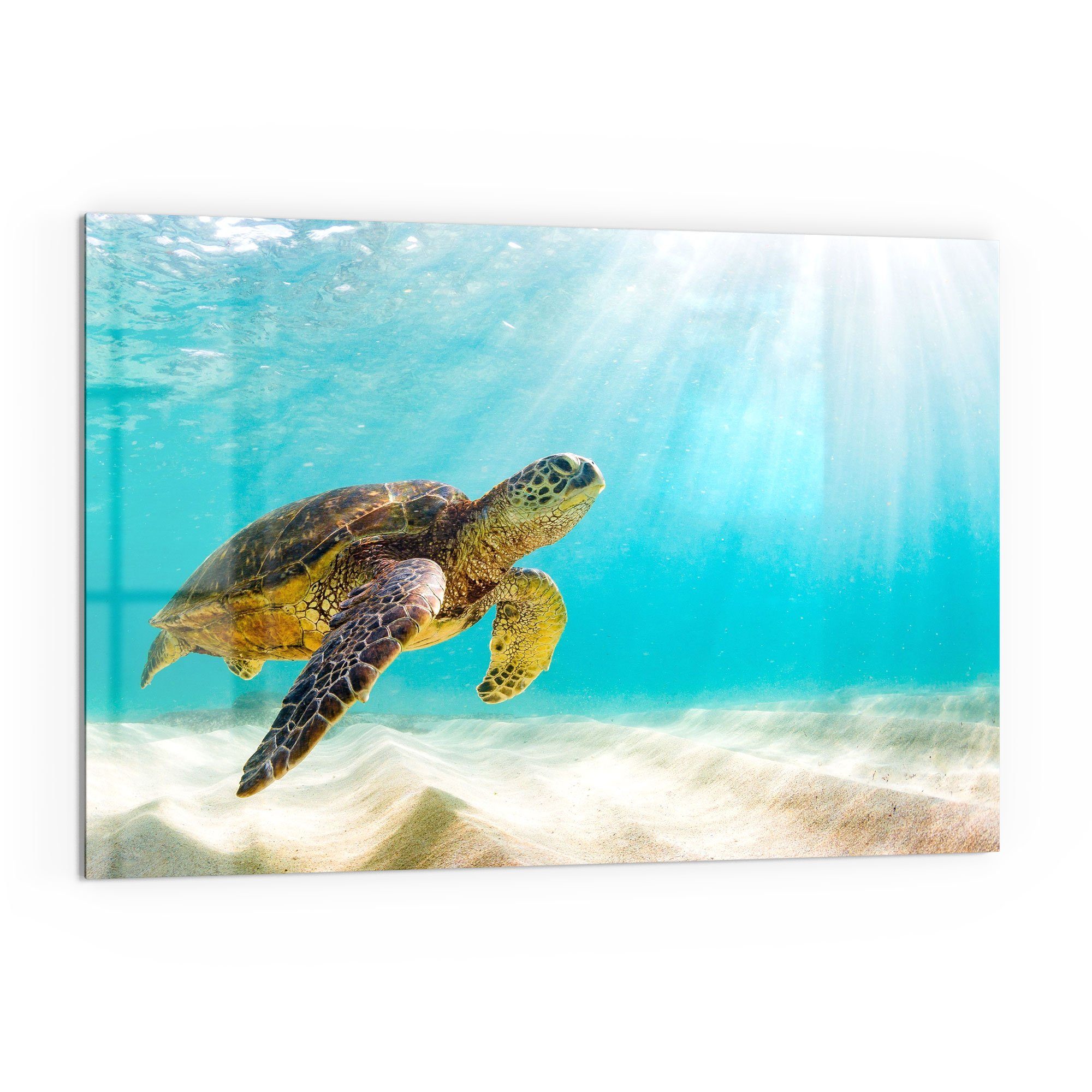 DEQORI Küchenrückwand 'Schildkröte unter Wasser', Glas Spritzschutz Badrückwand Herdblende