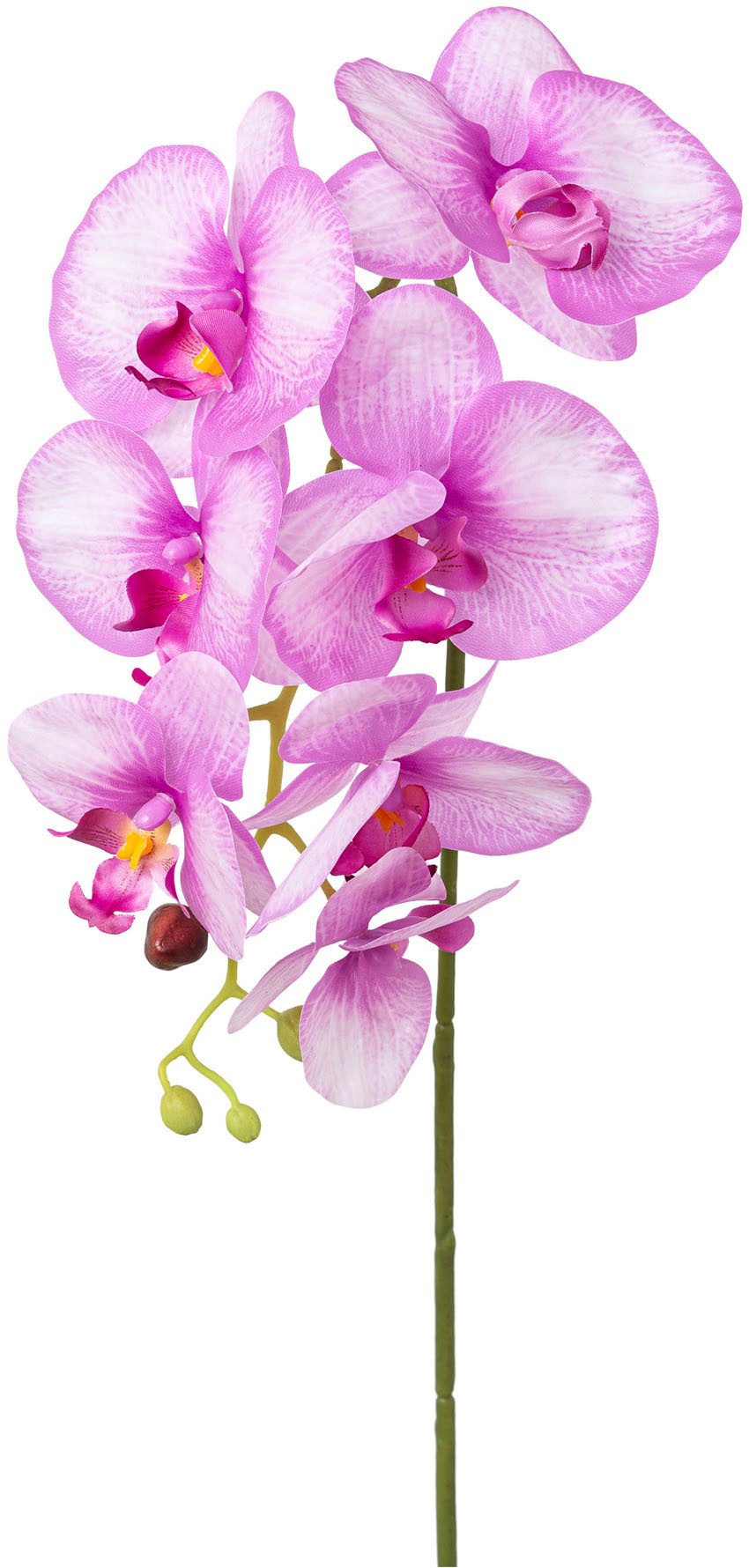 Kunstorchidee Orchidee Phalaenopsis Orchidee, Creativ green, günstig online kaufen