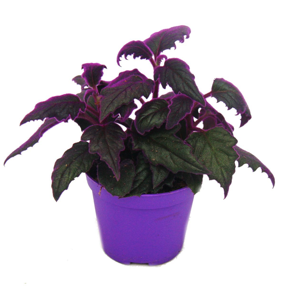 Exotenherz Zimmerpflanze Gynura Purple Passion Samtblatt Samtnessel lilafarbene Pflanze 8cm