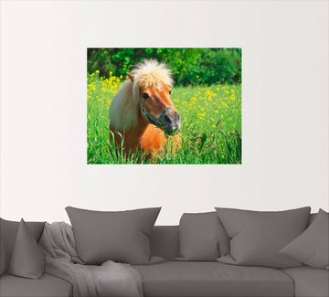 Artland Wandbild Shetland Pony, Haustiere (1 St), als Leinwandbild, Wandaufkleber in verschied. Größen