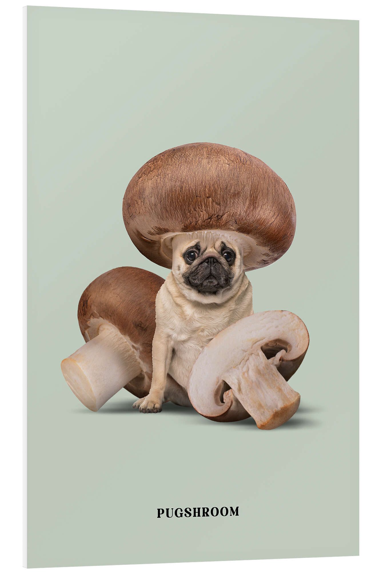 Posterlounge Wandbild Pugshroom, Jonas Loose, erhältlich als Poster, Leinwandbild, Wandsticker oder Acrylglasbild