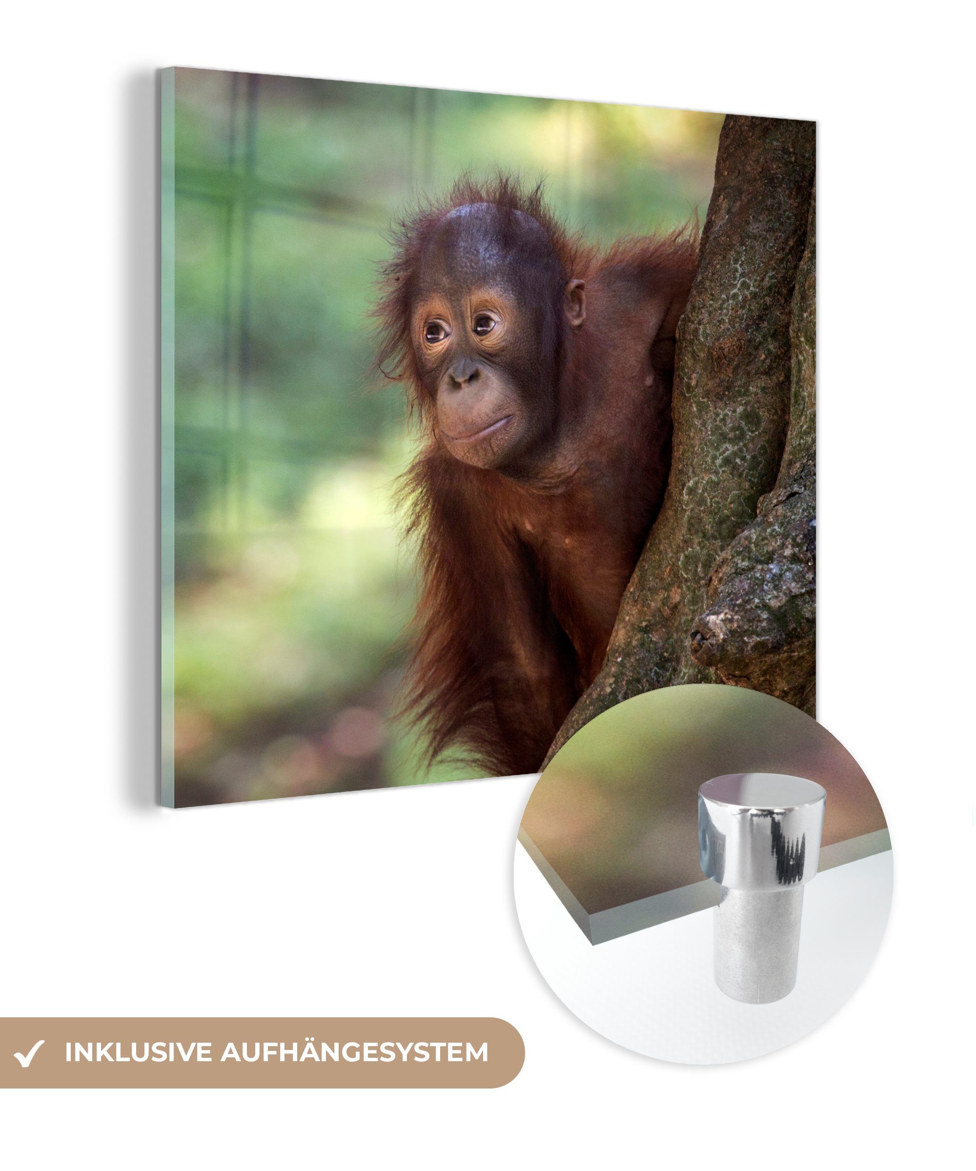 Orang-Utan - Baby Bilder Acrylglasbild Wanddekoration - Glas (1 Wandbild Glas St), - Glasbilder Baum, auf - - Foto MuchoWow auf
