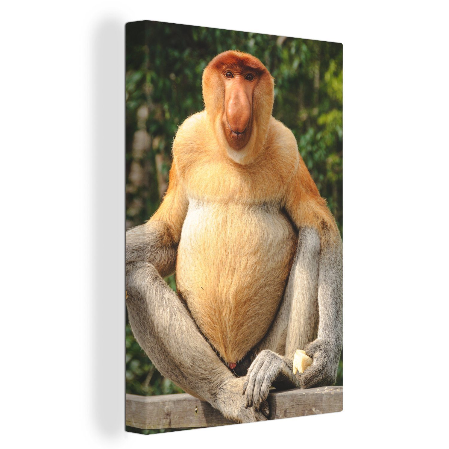 OneMillionCanvasses® Leinwandbild Ein Proboscis-Affe auf einem Zaun, (1 St), Leinwandbild fertig bespannt inkl. Zackenaufhänger, Gemälde, 20x30 cm