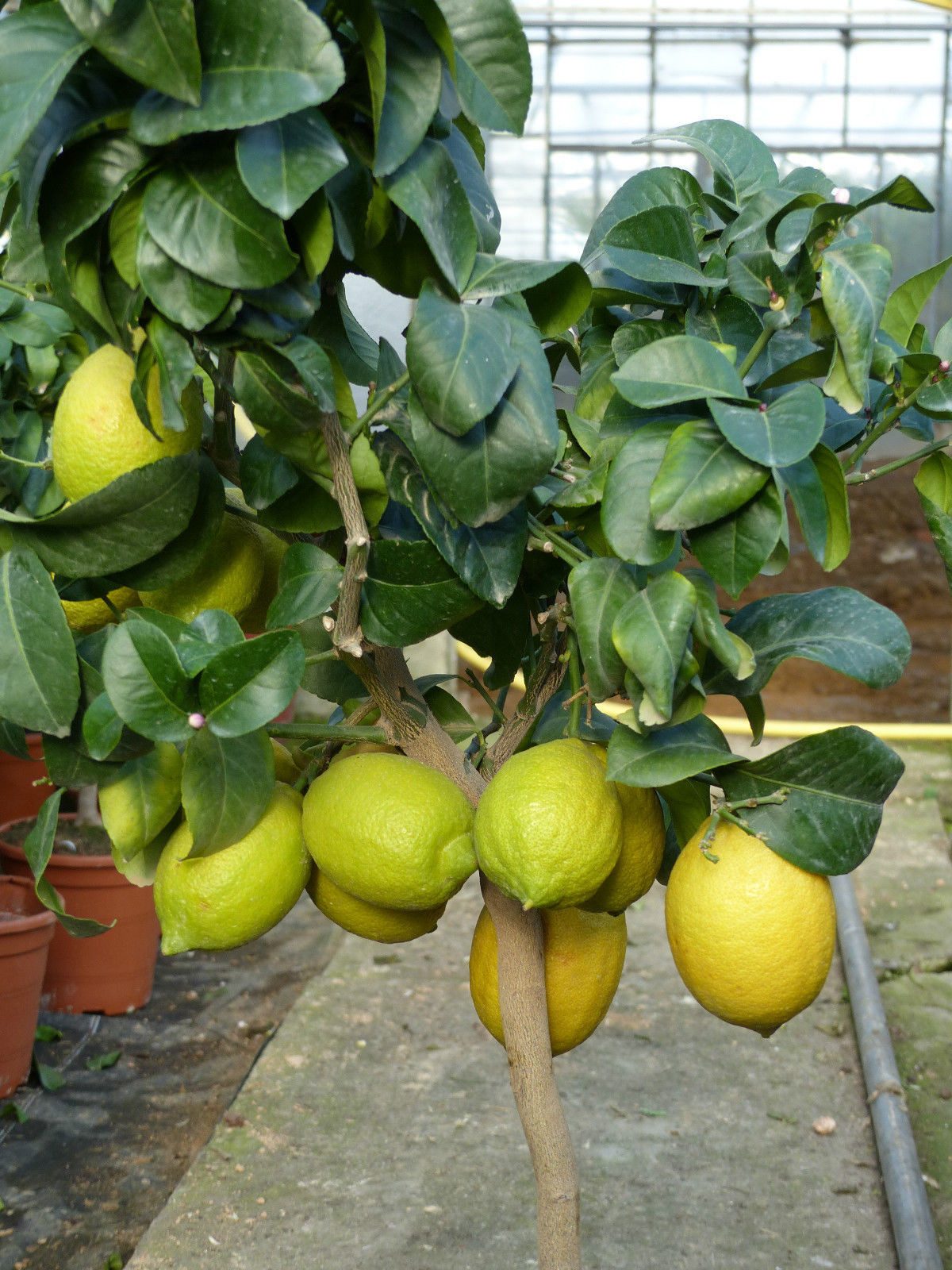gruenwaren jakubik Zitronenbaum echter Zitronenbaum 70 - 100 cm Zitrone Citrus Limon – Bild 3 von 5
