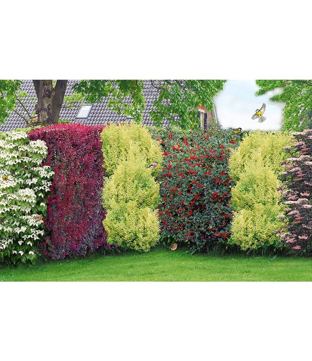 BALDUR Garten Hecken Vogelschutz-Hecke 'Bird-Lover', 14 St., Goldliguster, winterhart, mehrjährig, blickdicht