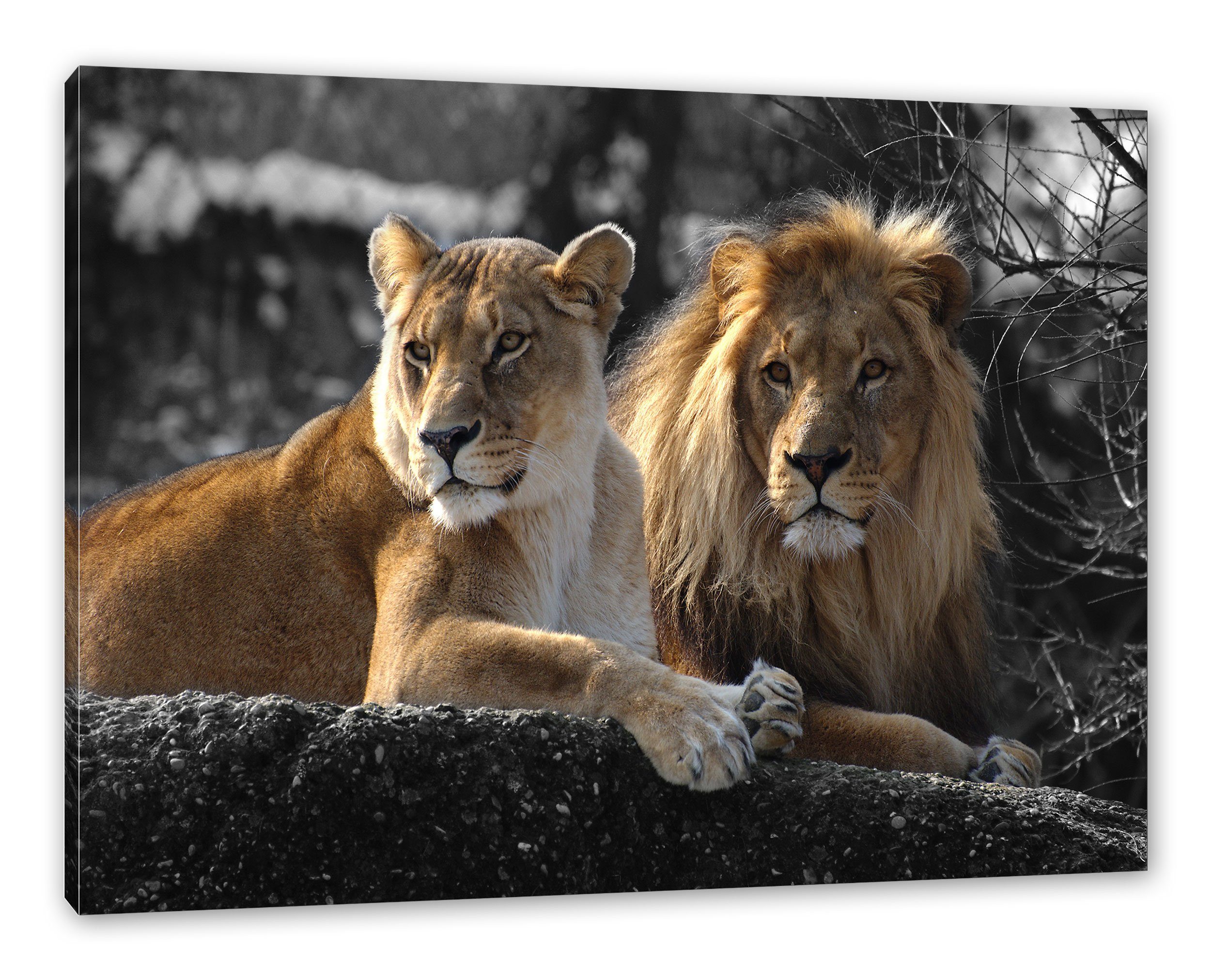 Leinwandbild Leinwandbild interessiertes Pixxprint Löwenpaar, inkl. (1 interessiertes Löwenpaar St), fertig Zackenaufhänger bespannt,