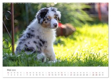 CALVENDO Wandkalender Australian Shepherd 2023 (Premium, hochwertiger DIN A2 Wandkalender 2023, Kunstdruck in Hochglanz)
