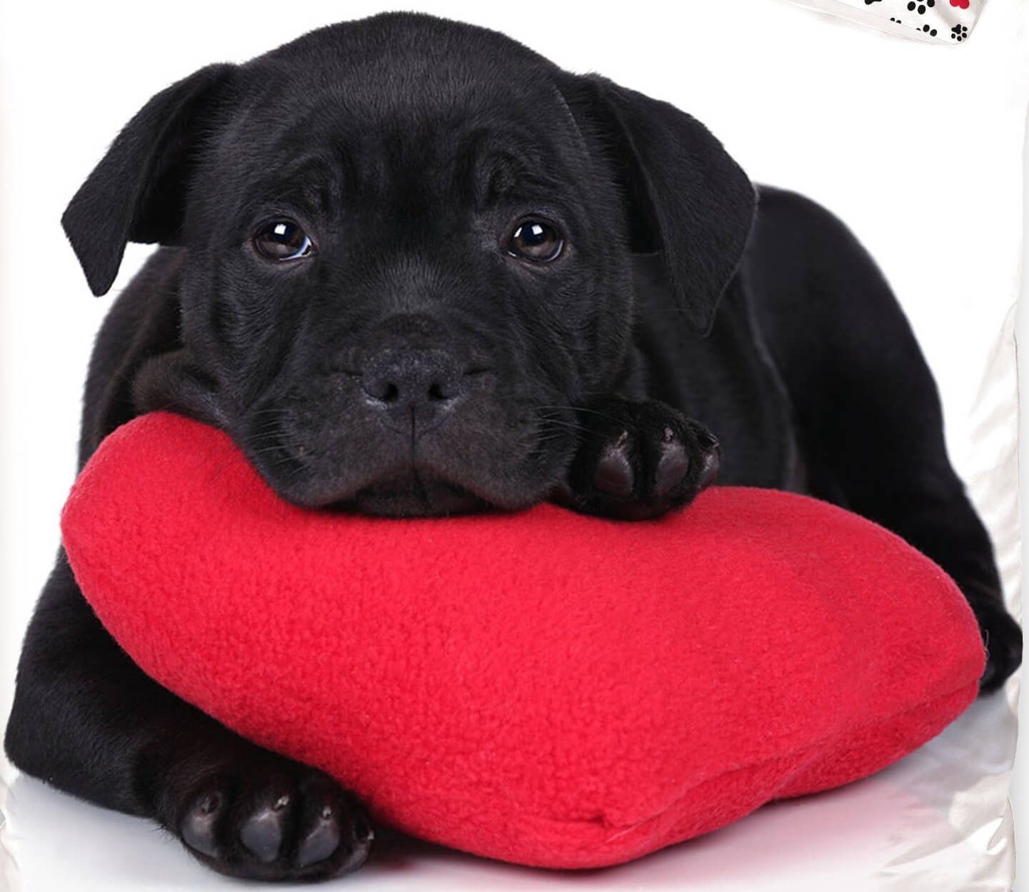 Carbotex Bettwäsche Labrador Retriever Hund Partner-Bettwäsche Doppelbett, 135x200 & 80x80, Baumwolle, 100% Baumwolle – Bild 4 von 5