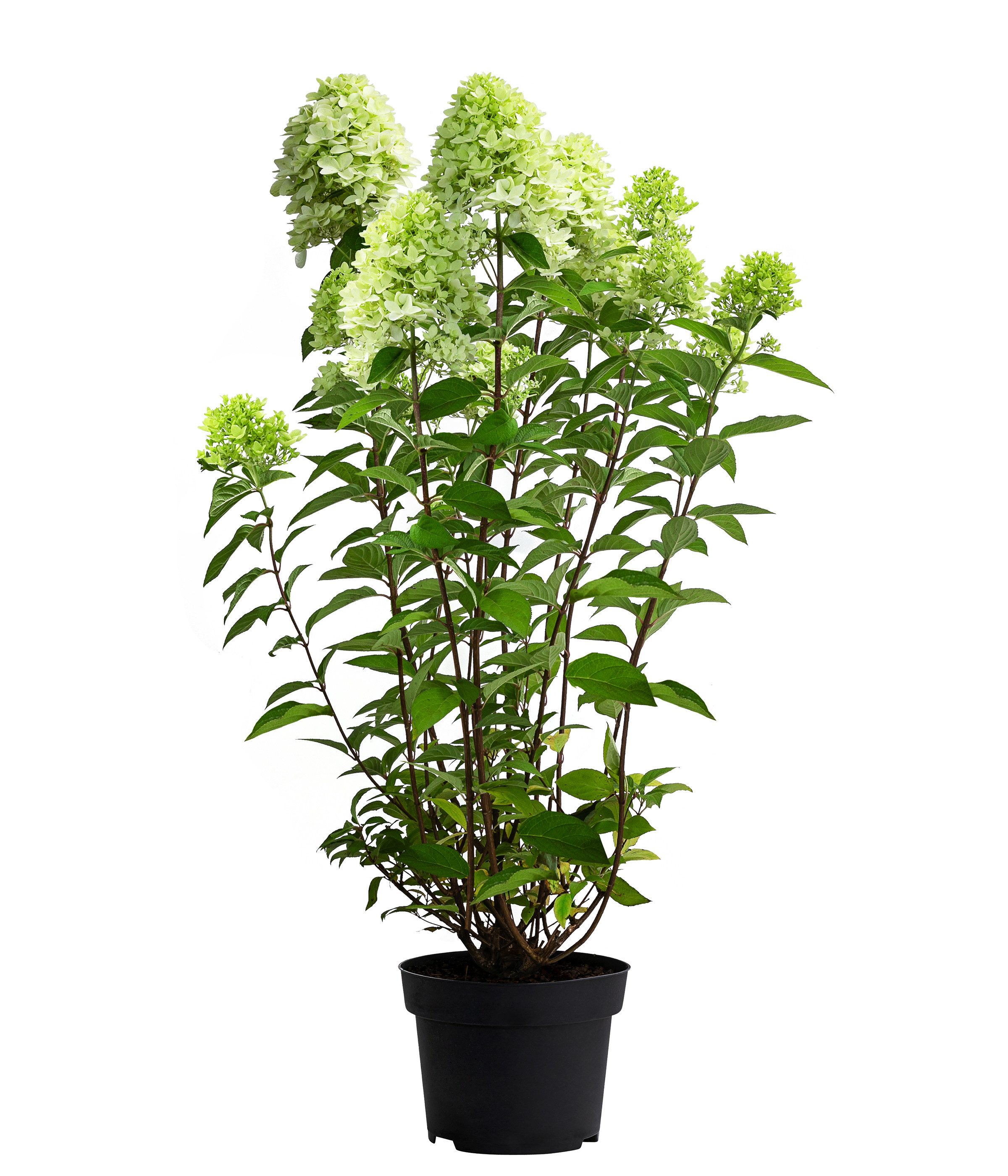 Dehner Zierstrauch Rispen-Hortensie Limelight®, Hydrangea paniculata, weiße Blüten, limettengrün im Austrieb, Herbst tiefrosa Blütenfärbung