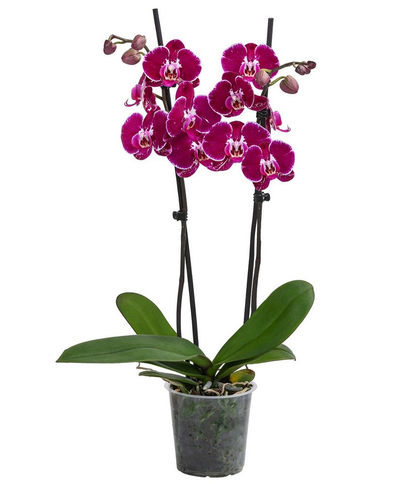 Dehner Zimmerpflanze Schmetterlingsorchidee Binty, zweitriebig, dunkelrot-pink, 50 cm, Phalaenopsis cultivars, exotische, pflegeleichte Orchidee