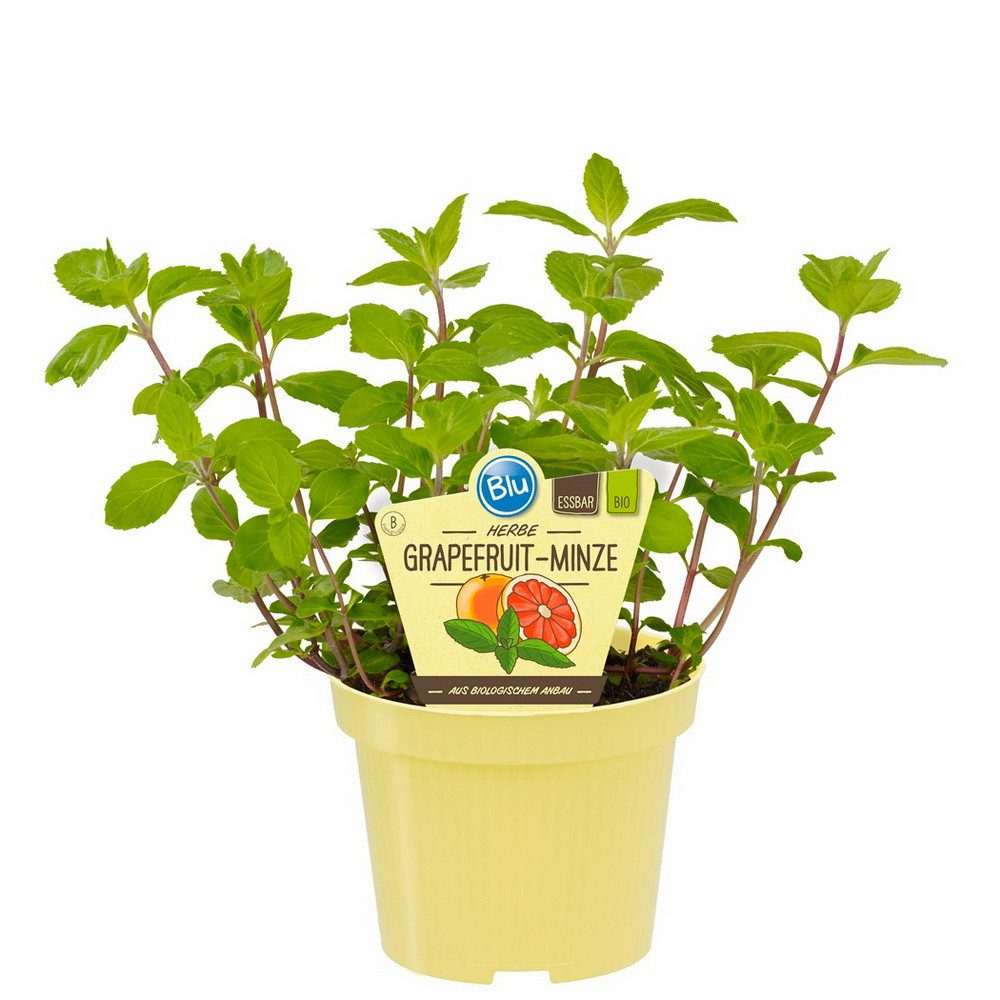 Exotenherz Gewürzkraut Grapefruit-Minze Mentha suaveolens x piperita Kräuterpflanze 12cm Topf