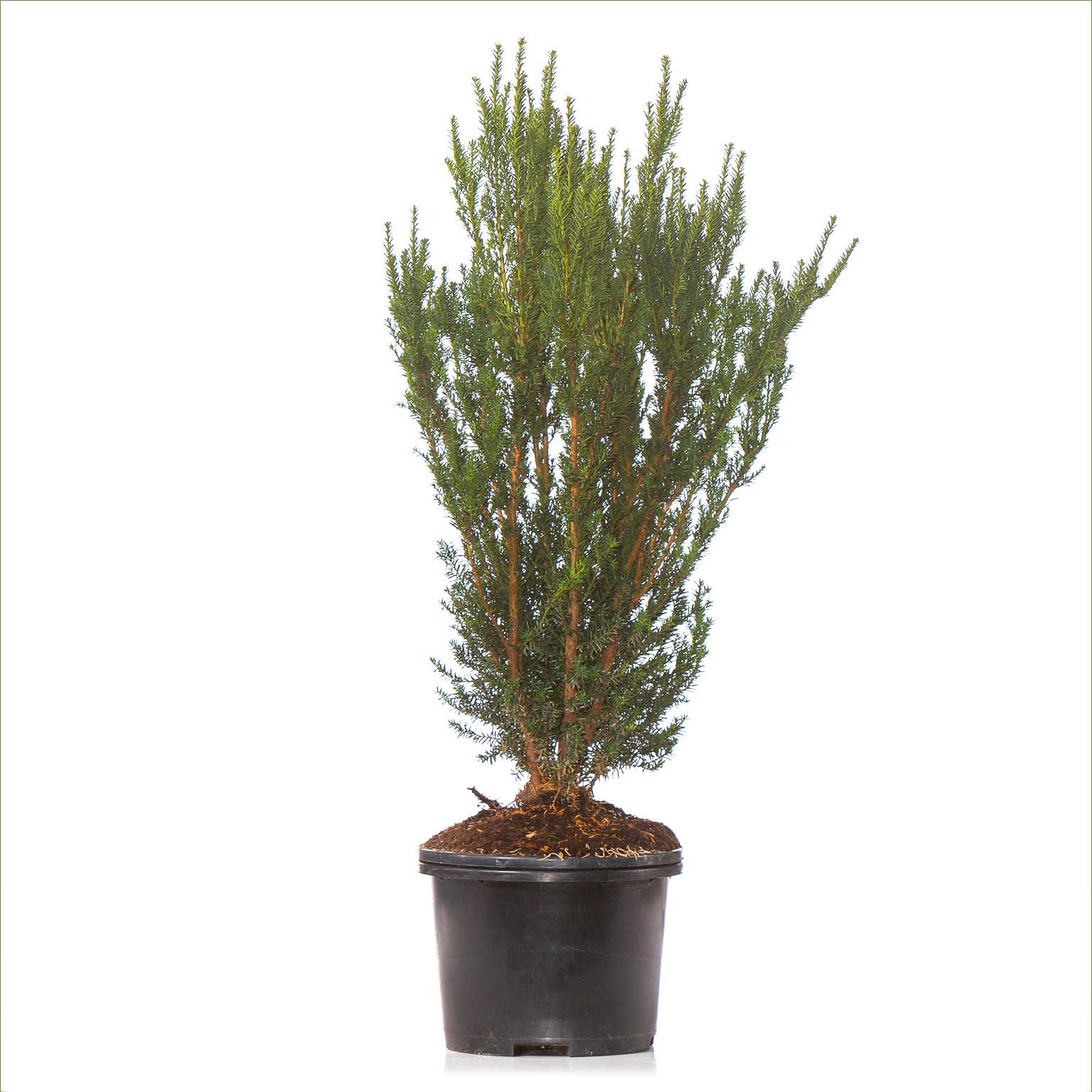 Dehner Hecken Becher-Eibe Hillii, 10 Pflanzen, für ca. 7 Meter Hecke, 90-100 cm, beliebtes Zier- und Formgehölz als Sichtschutz-Hecke