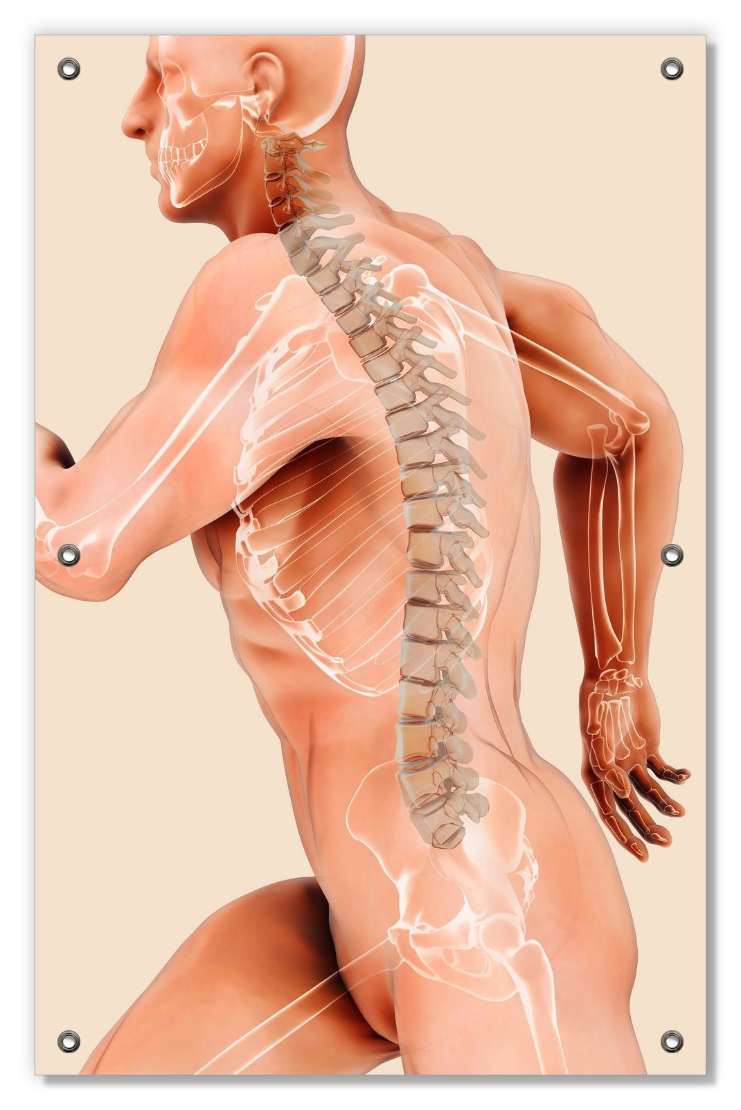 Sonnenschutz Anatomie Wirbelsäule - Menschliches Skelett beim Laufen, Wallario, blickdicht, mit Saugnäpfen, wiederablösbar und wiederverwendbar