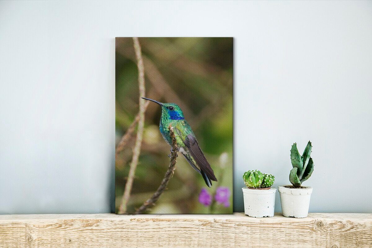 gefärbter fertig (1 Zackenaufhänger, OneMillionCanvasses® 20x30 sitzt Ast, bespannt Leinwandbild inkl. einem grüner Leinwandbild St), Gemälde, auf Schön cm Veilchenohr-Kolibri