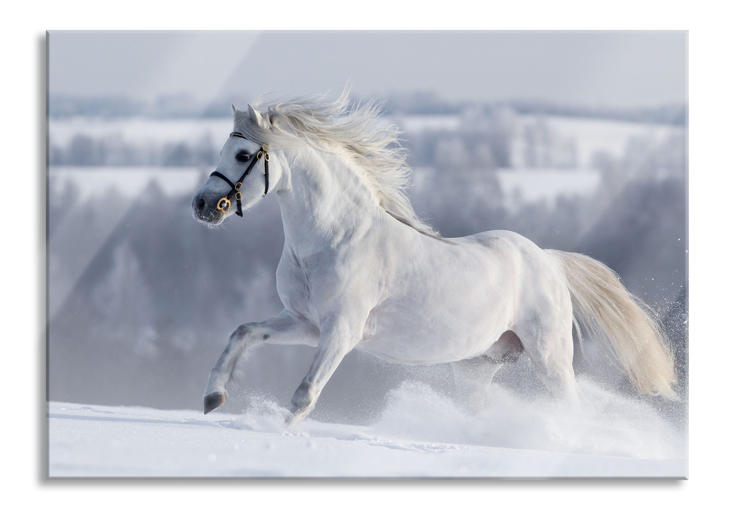 Pferd inkl. St), auf Aufhängungen Weißes aus Weißes Echtglas, (1 Pixxprint Schneewiese, Pferd Glasbild Schneewiese und Abstandshalter Glasbild auf
