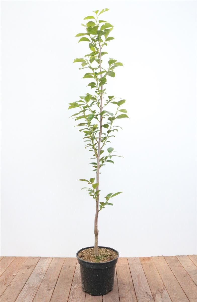 Pflanzen für Dich Obstpflanze Diospyros kaki Ernesto, 1 St., Kaki, Kakipflaume, orangefrucht, frostempfindlich