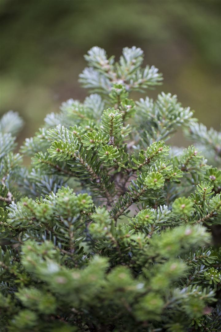 Pflanzen für Dich Konifere Abies koreana Silberperl, 1 St., Koreanische Tanne, silberne Zapfen, kompakter Wuchs